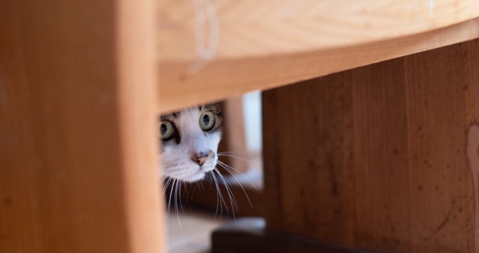 家具の下に隠れる猫