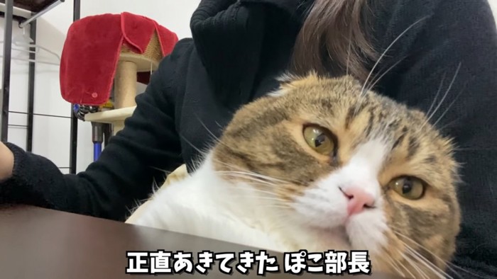 折れ耳猫の顔