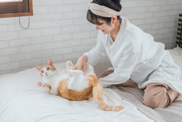お腹を撫でられている猫