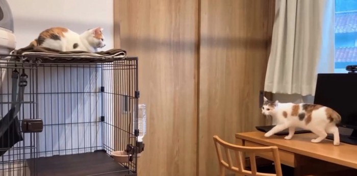 机の上を歩く猫