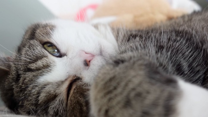 寝る猫