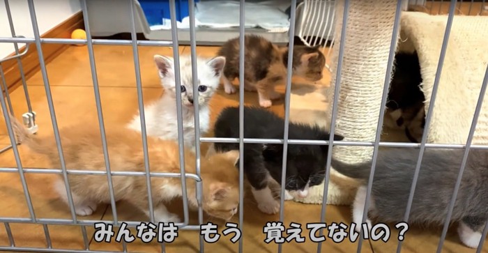 キャットタワー周辺に集まる子猫たち