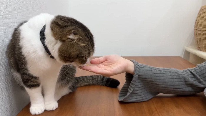 人の手に顔を近づける猫