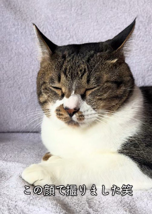 写真を撮られる猫