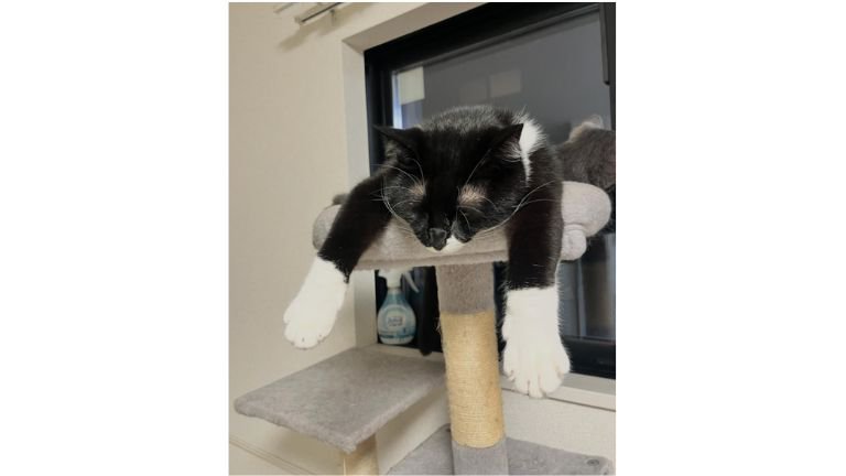 寝ている猫