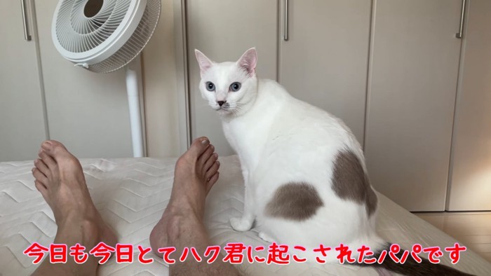 おすわりする猫