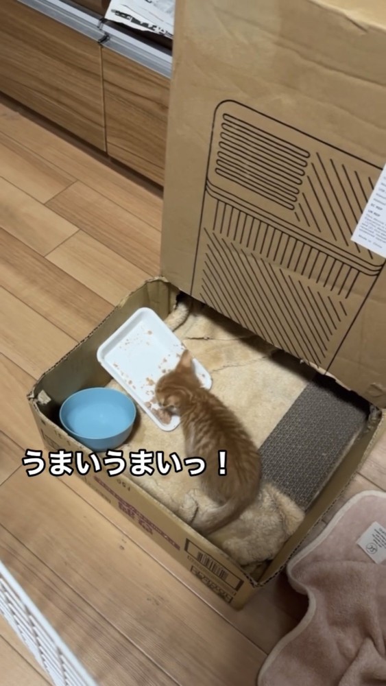 餌を食べる子猫