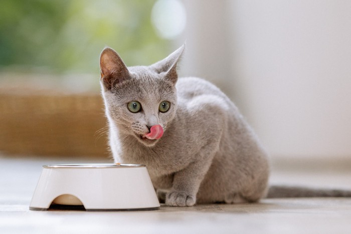 食器から顔を上げて口元を舐めている猫