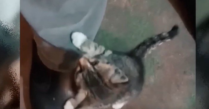 人間の足元に子猫