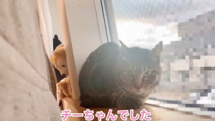 窓際に座る猫