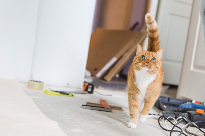 工具が散らばっている床を歩く猫