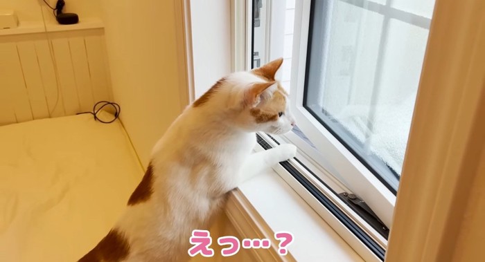 窓際の猫