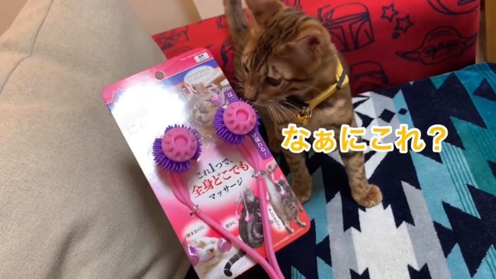 猫グッズを見る黄色の首輪の子猫