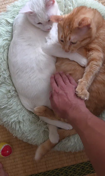 くっついている2匹の猫
