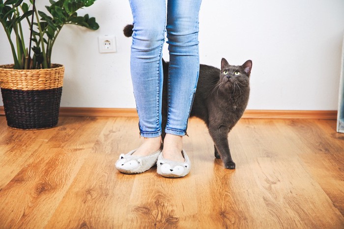 飼い主の足元に居る猫