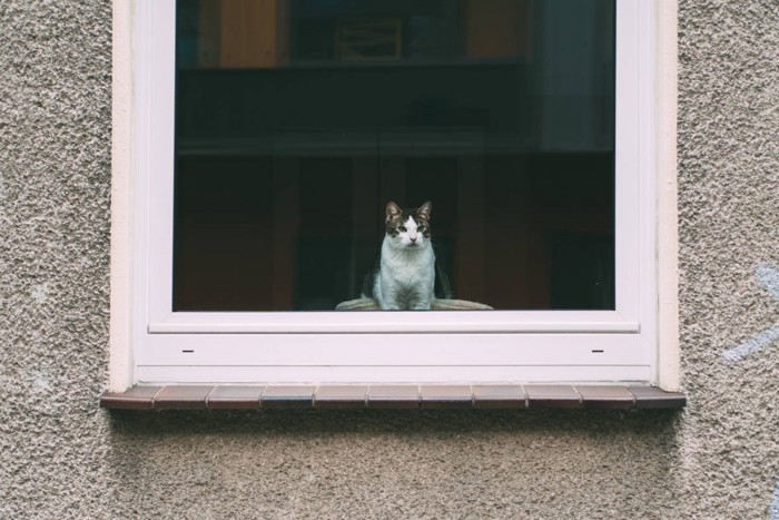 窓から外を見る猫