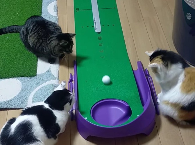 転がるゴルフボールを目で追う3頭の猫