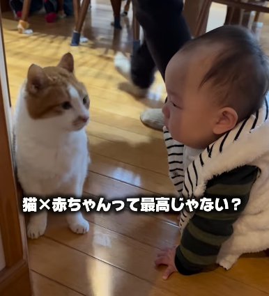 猫と赤ちゃんが向かい合う(猫×赤ちゃんって最高じゃない?)