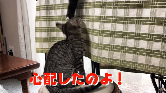 頭を叩かれる子猫