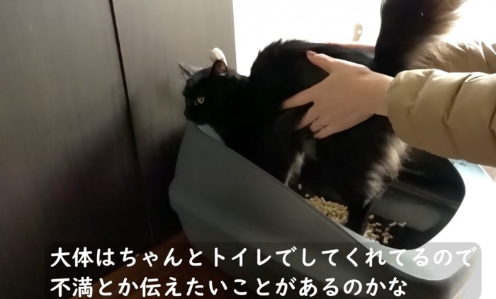 トイレに連れて行かれる猫