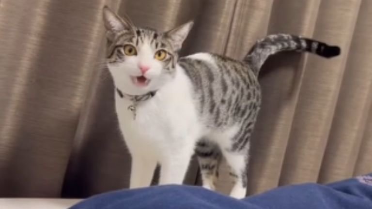 室内にいる猫