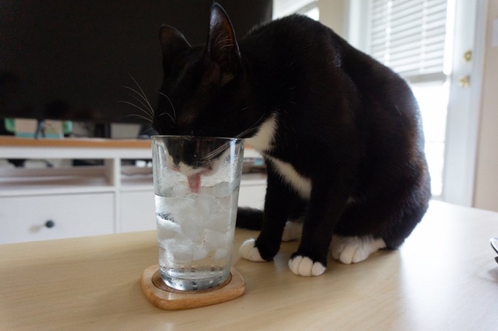 氷水を舐める猫