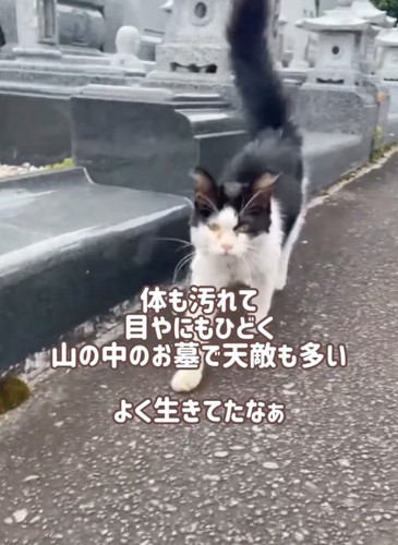 近寄ってくる子猫