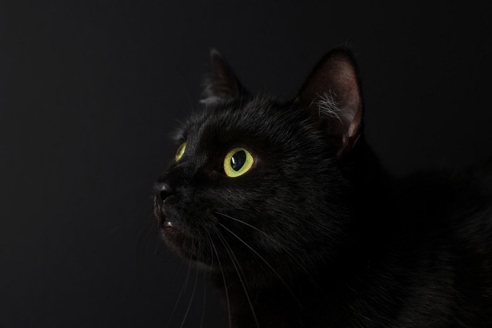 猫のヒゲ