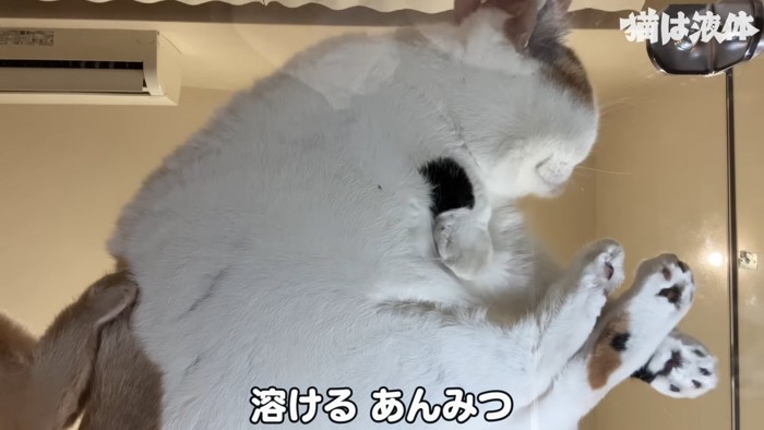 ガラステーブルの下から見た三毛猫