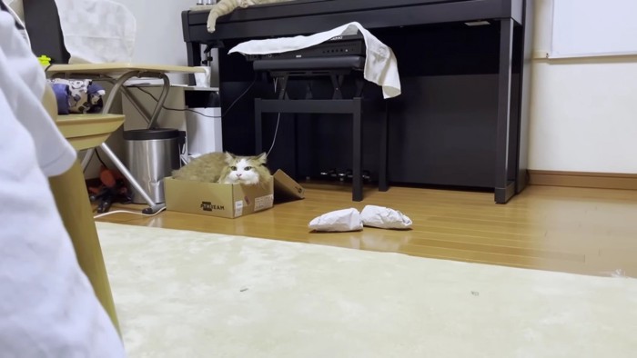 箱に入った猫