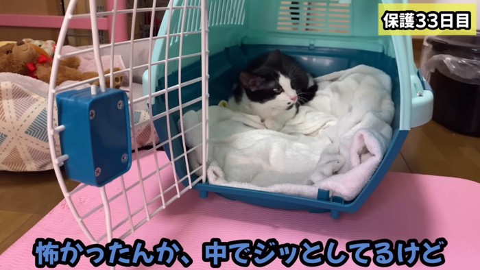 病院帰りの子猫ちゃん