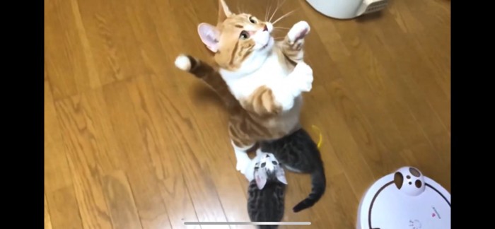 猫じゃらしに飛びつく猫ちゃん達