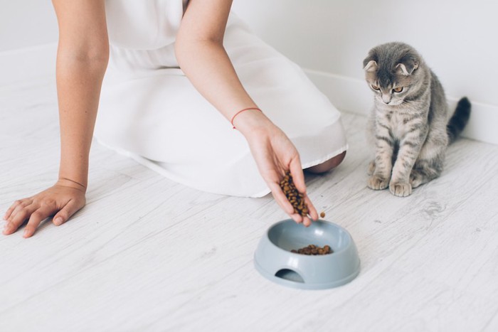 フードボウルに餌を入れる女性と見ている猫