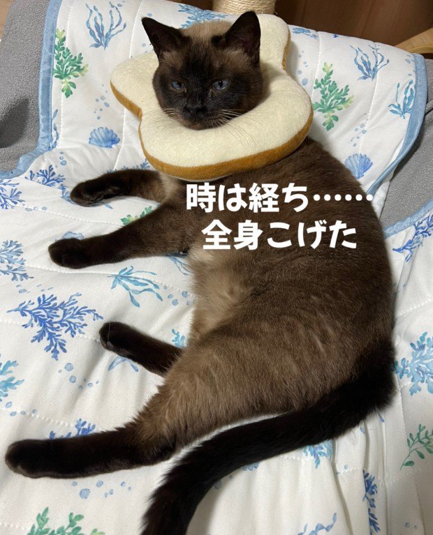 成長したおこげちゃん