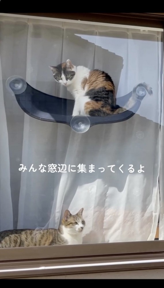 窓辺でゆったりする2匹の猫