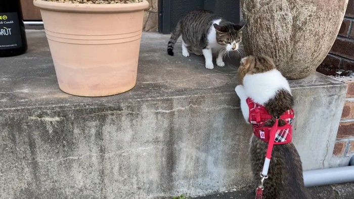 野良猫に近づく猫