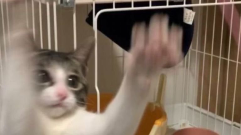 遊んでいる猫