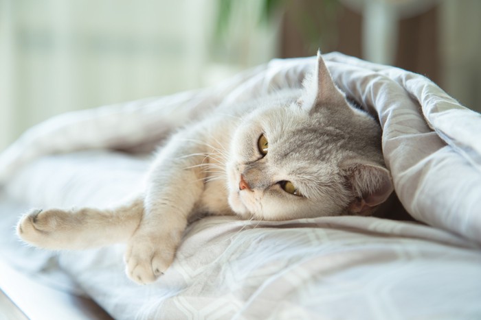 悲し気な表情のままベッドで横になっている猫