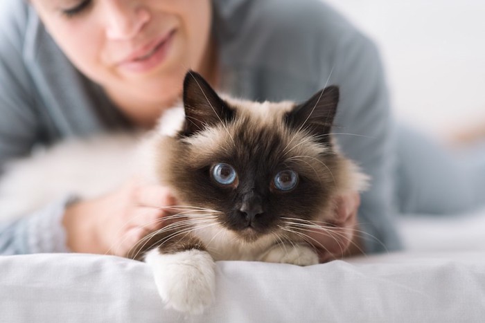 ベッドの上で猫を撫でる飼い主