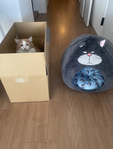 ペットハウスの隣に置いてあるダンボールに入る猫