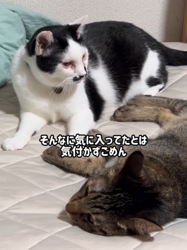 伏せの姿勢になった猫