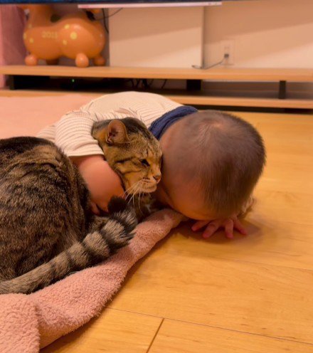 猫に頭を寄せる赤ちゃん