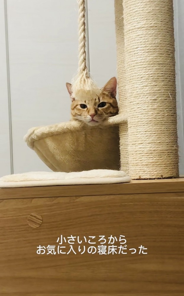 ハンモックでくつろぐ子猫