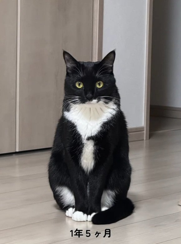 大きくなった猫