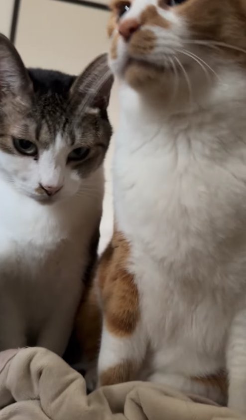 ベッドの上でお座りをしている2匹の猫