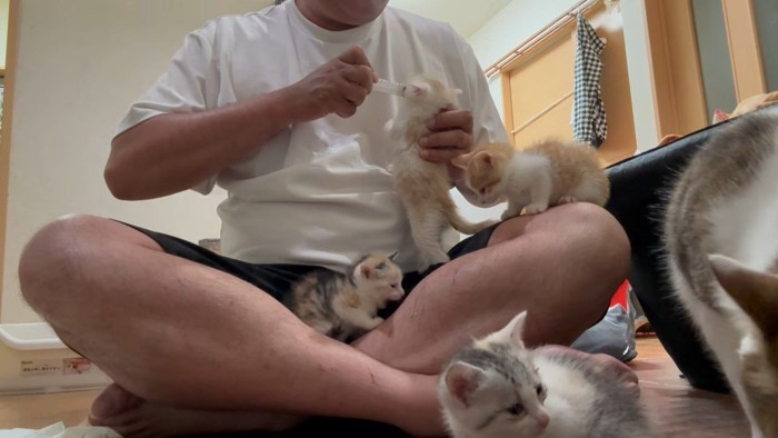立ち上がってシリンジをくわえる子猫、飼い主さんの足の間であくびをする子猫、足の上と床に座る子猫たち