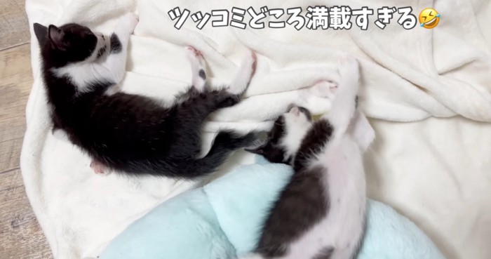 豪快な寝姿の2匹の猫