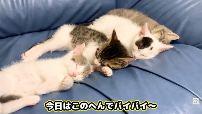 子猫がならんで寝てる