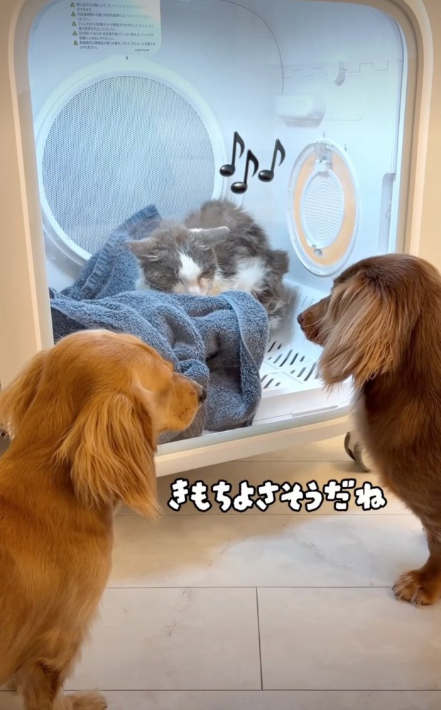 乾かす猫
