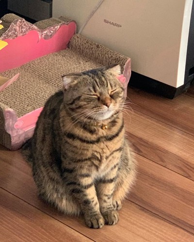 座ったまま寝る猫